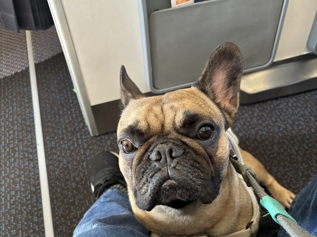 French Bulldog resting at the owner's feet during a flight