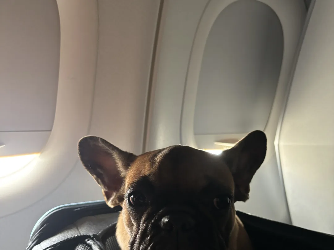 French Bulldog settled in a soft carrier beside the cabin window