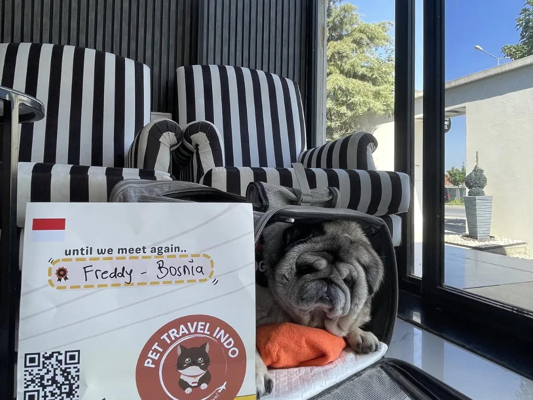 Pug waiting inside a carrier at the departure terminal window